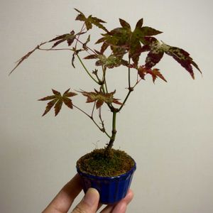 イロハモミジ,イロハモミジ,盆栽,実生,雑木盆栽の画像