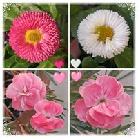 デージー,デージー,ナデシコ,ナデシコ,可愛いの画像