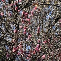 カブ,カブ,八重の紅梅,寄せ植え.,寄せ植え.の画像