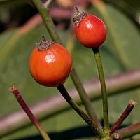 ノイバラ,ローズヒップ,ノバラ,落葉性つる性低木,野茨（のいばら）の画像