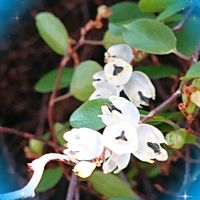 ワイヤープランツ,ワイヤープランツ の実,お出かけ先にて,純白マニア,明日はきっと良い日になるの画像