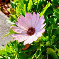 オステオスペルマム,オステオスペルマム,花壇,冬の日差しの中での画像