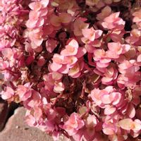 カリシア,うれしい！,庭パト,花のある暮らし♡,癒されます♥の画像