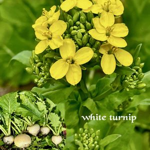 カブ,カブ,七草粥,ビタミンカラー,꒰ღ˘◡˘ற꒱かわゅ~の画像