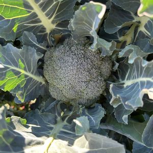 大根,ブロッコリー,収穫物,冬野菜,市民農園の画像