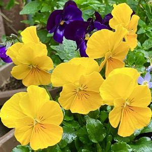 ビタミンカラー,#ガーデニング,エクステリアの画像