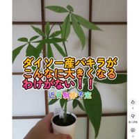 パキラ,観葉植物,癒し,インテリアグリーン,珍奇植物の画像