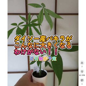 パキラ,観葉植物,癒し,インテリアグリーン,珍奇植物の画像