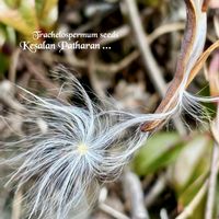 テイカカズラ,自然観察,山野草,モフモフ,꒰ღ˘◡˘ற꒱かわゅ~の画像
