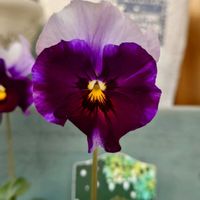 シバザクラ,ビオラ,アマゾネス,繋がりに感謝✨,青い花マニアの画像