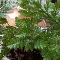 トキワシノブ,東北人花の会,チーム魔女っ子,yu ＆ゆうクラブ,✨ひだまり✨の画像