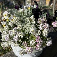 アリッサム,アリッサム,シロタエギク,ヘデラ,ブラックビオラの画像