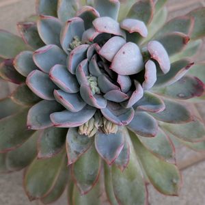 名前分からず,多肉植物,軒下の画像