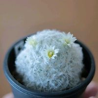 サボテン,白星,シラボシ,マミラリア,サボテンの花の画像