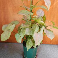 シンゴニウム,シンゴニウム,観葉植物,ガーデニング,ボタニカルライフの画像