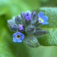 ワスレナグサ,ど根性,ちっちゃいものクラブ,青い小さな花マニア,庭の画像