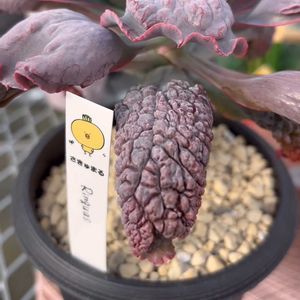 多肉大好き,可愛い多肉ちゃん❤︎,多肉中毒,多肉女子,多肉植物販売店の画像