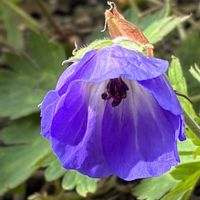 アカンサス,カシワバアジサイ,ペルシカリア,ゲラニウムプラテンセの画像