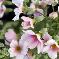 クチナシ,ヒマラヤユキノシタ,プリムラ マラコイデス,プリムラ　ジュリアン,ニホンスイセンの画像