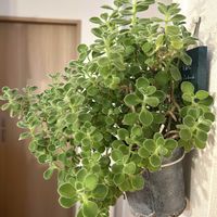 アロマティカス,観葉植物,可愛い,良い香り,緑のある暮らしの画像