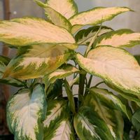 ディフェンバキア,ディフェンバキア・カミーラ,観葉植物,熱帯植物,冬越しの画像