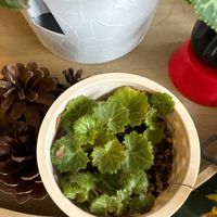 ユキノシタの画像