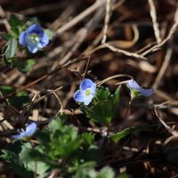 オオイヌノフグリ,山野草,野鳥,GSのみなさんに感謝♡,水辺の風景の画像