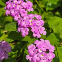 ランタナ,コバノランタナ,小葉のランタナ,季節の花,季節の風物詩の画像