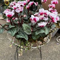 ガーデンシクラメン,シクラメン アロハ,リース,お花,花好きさんと繋がりたいの画像