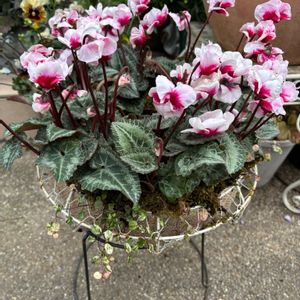 ガーデンシクラメン,シクラメン アロハ,リース,お花,花好きさんと繋がりたいの画像