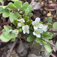 タネツケバナ,花壇,ガーデニング,山野草,アブラナ科の画像