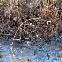 ススキ,セイタカアワダチソウ,ワイルドオーツ,ニセコバンソウ,霜の華の画像