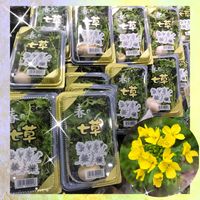 シクラメン,セリ,マユハケオモト,ハボタン,パンジー・ビオラの画像