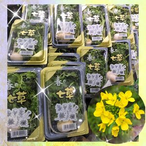 シクラメン,セリ,マユハケオモト,ハボタン,パンジー・ビオラの画像