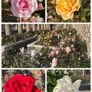 バラ、薔薇、ばら,ハンドメイド,リメイク,バラ公園,癒しの花の画像