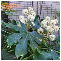 アオキ,モミジ,ヤツデ,斑入りアジサイ,斑入りアオキの画像