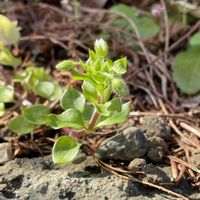 ユッカ,ハコベ,ハコベ,#最前線のあなたへ,明日はきっと良い日になるの画像