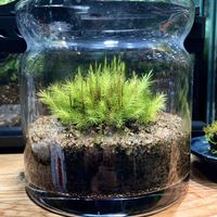 ヒノキゴケ,癒し,苔テラリウム,ガラス容器の画像