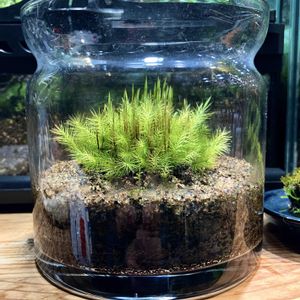 ヒノキゴケ,癒し,苔テラリウム,ガラス容器の画像