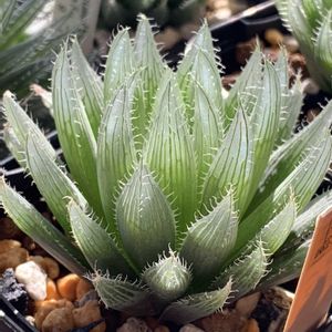 白星,ハオルチア,桃太郎,桃太郎,オウンスローの画像