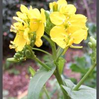 カブ,カブ,カブ,小松菜,小松菜の画像