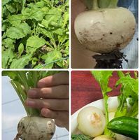 カブ,カブ,市民農園,今日のお花♡,今日も元気に行きましょう♡の画像