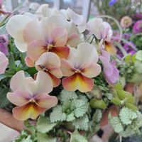 チューリップ,ラミウム,ビオラ・ももか,オンシジウム・トゥインクル,ももかブロンズピンクの画像