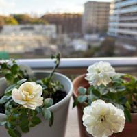 グリーンアイス,グリーンアイス,ほうれん草,小梅（ウメ）,お粥と小梅の画像