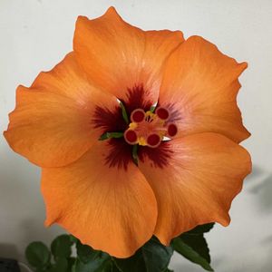 ハイビスカス,ハイビスカス,ハイビスカス  プチオレンジ,リビング,花のある暮らしの画像