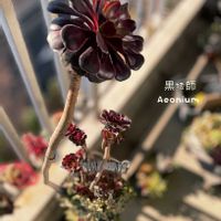 黒法師,コンパクツム,多肉植物,多肉植物寄せ植え,普及種の画像