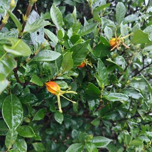 クチナシの画像