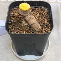 パキラ,観葉植物,今日の一枚,胴切り,冬越しの画像