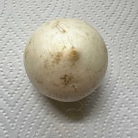 ハハコグサ,大根,ハコベ,コオニタビラコ,ゴギョウ(御形)の画像