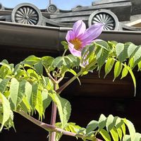 皇帝ダリアの画像